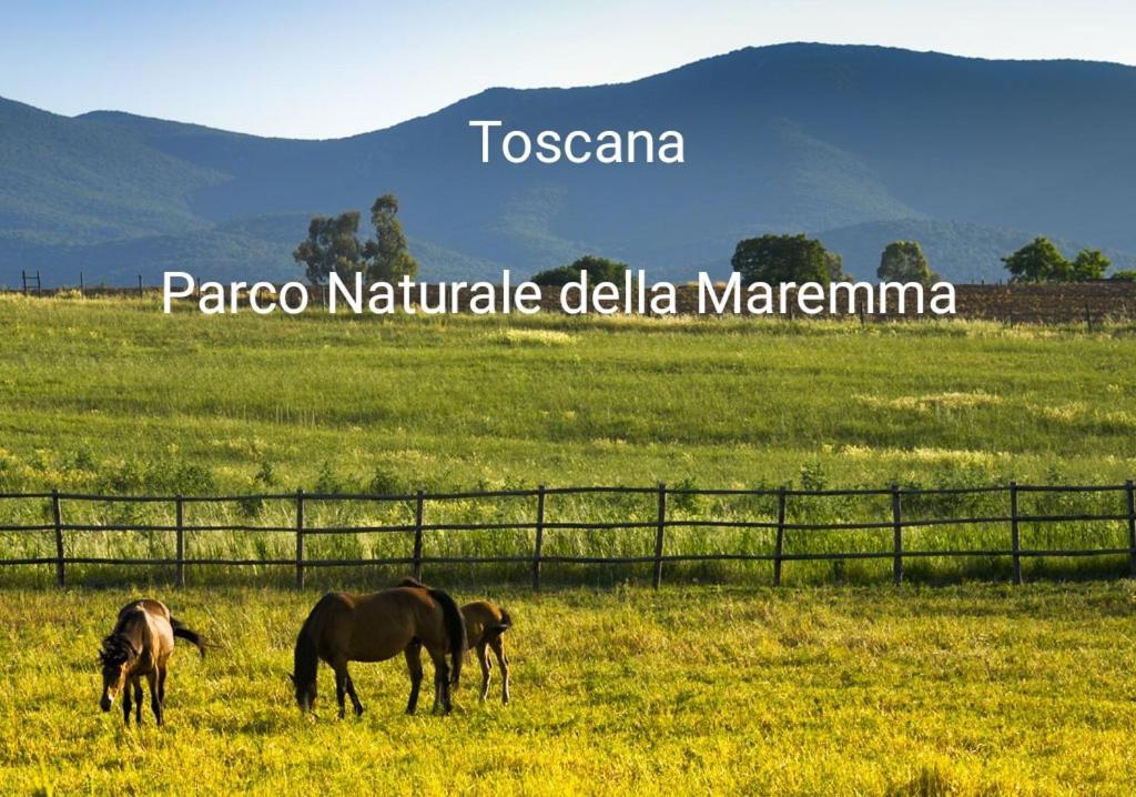 Appartamento La Libellula Grosseto Exteriör bild